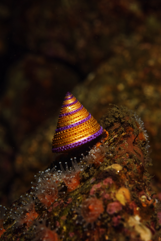 Jewled_Topped_Snail_Monterey_2007_001