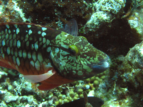 JN_Stoplight_Parrotfish_Fem_2_sm