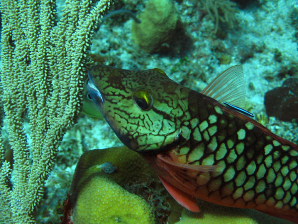 JN_Stoplight_Parrotfish_Fem_sm