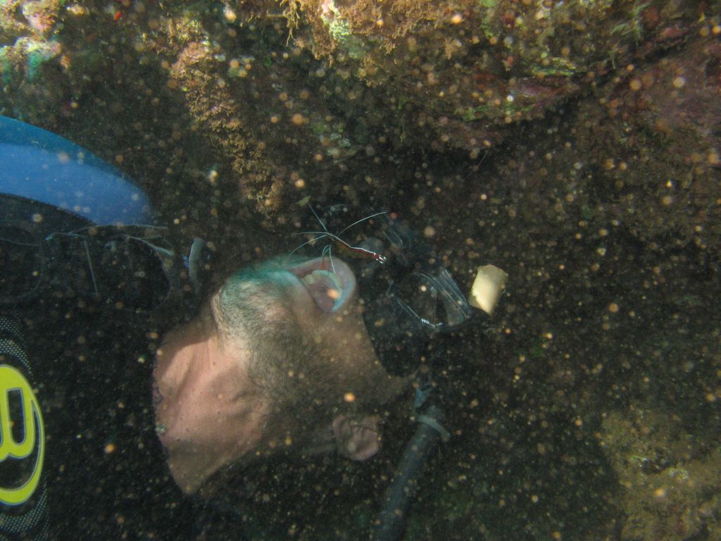 Joe (Bubbles Below) and Cleaner Shrimp
