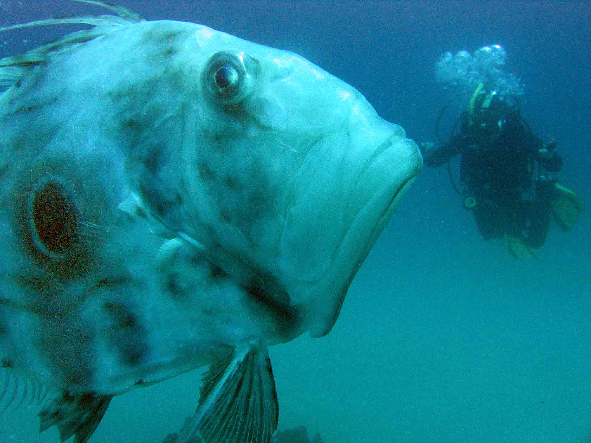 John dory and diver