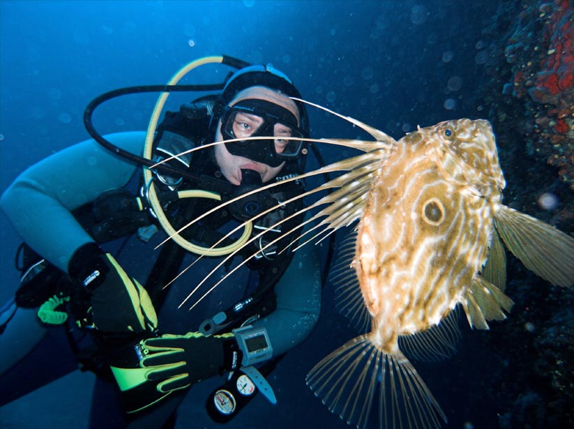 john dory