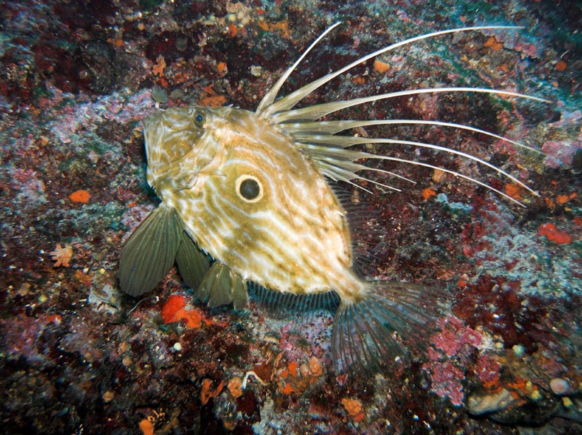 john dory