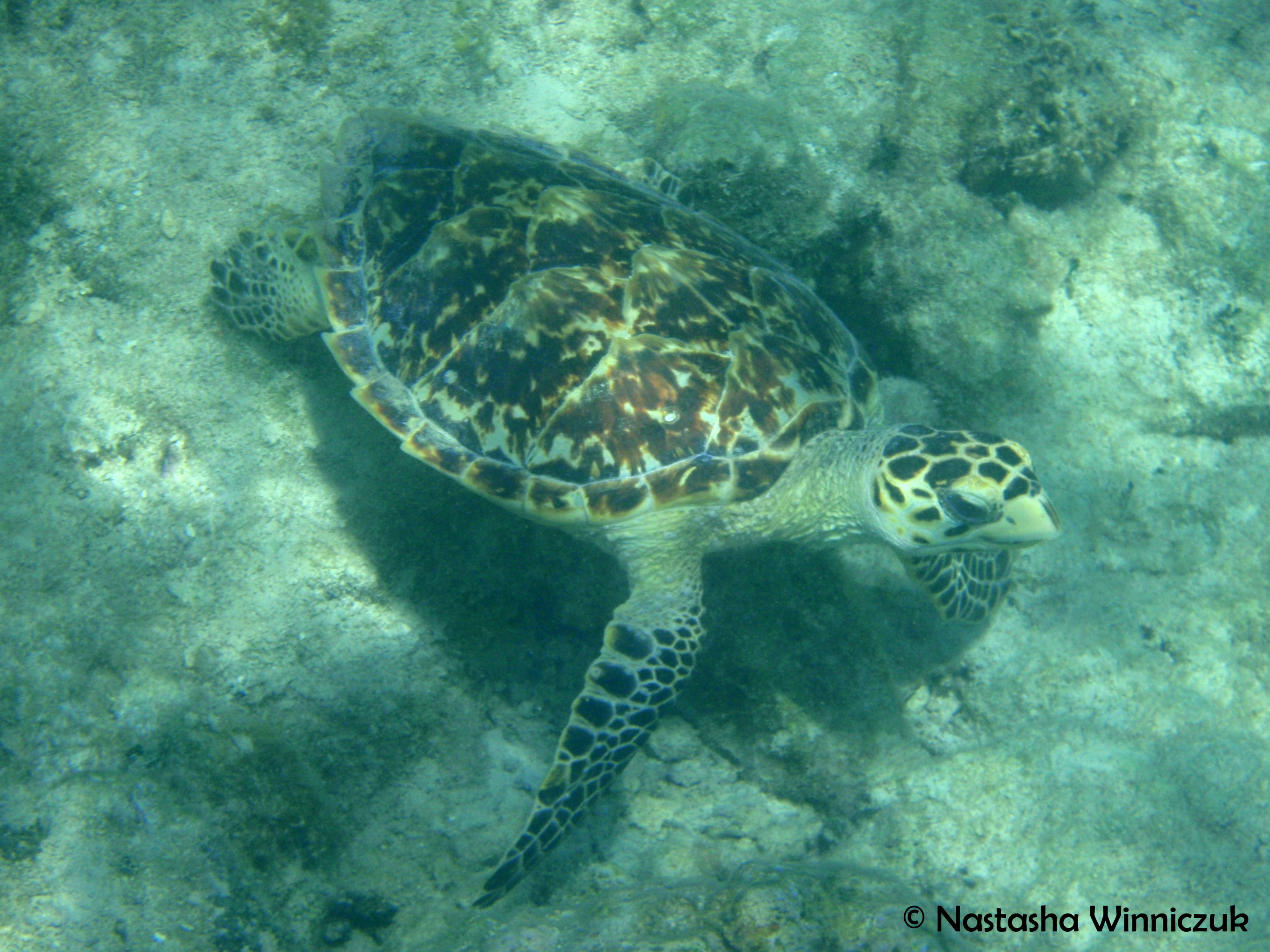 Jost Van Dyke sea turtle