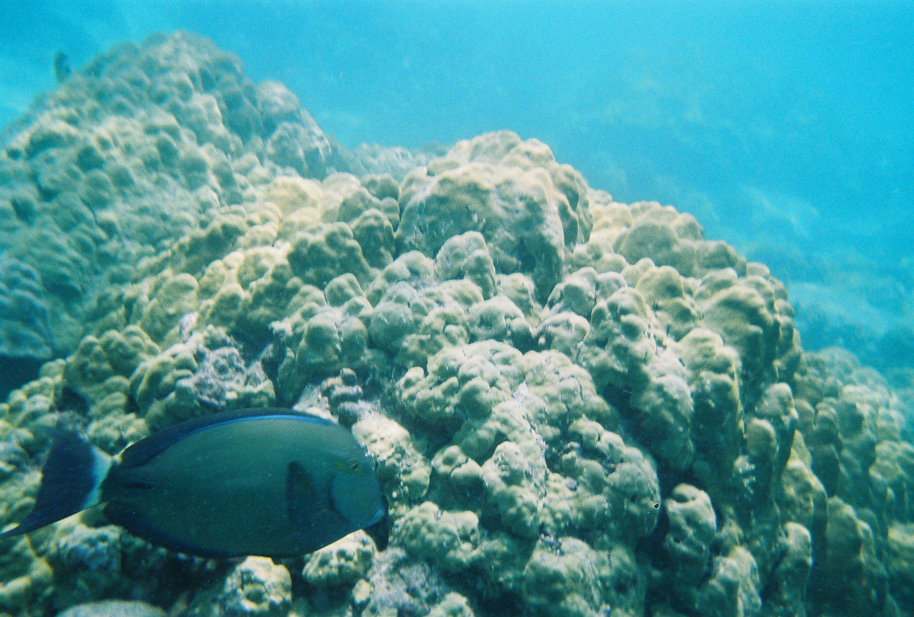 July 2006 in the Place of Refuge in Kona, Hawaii