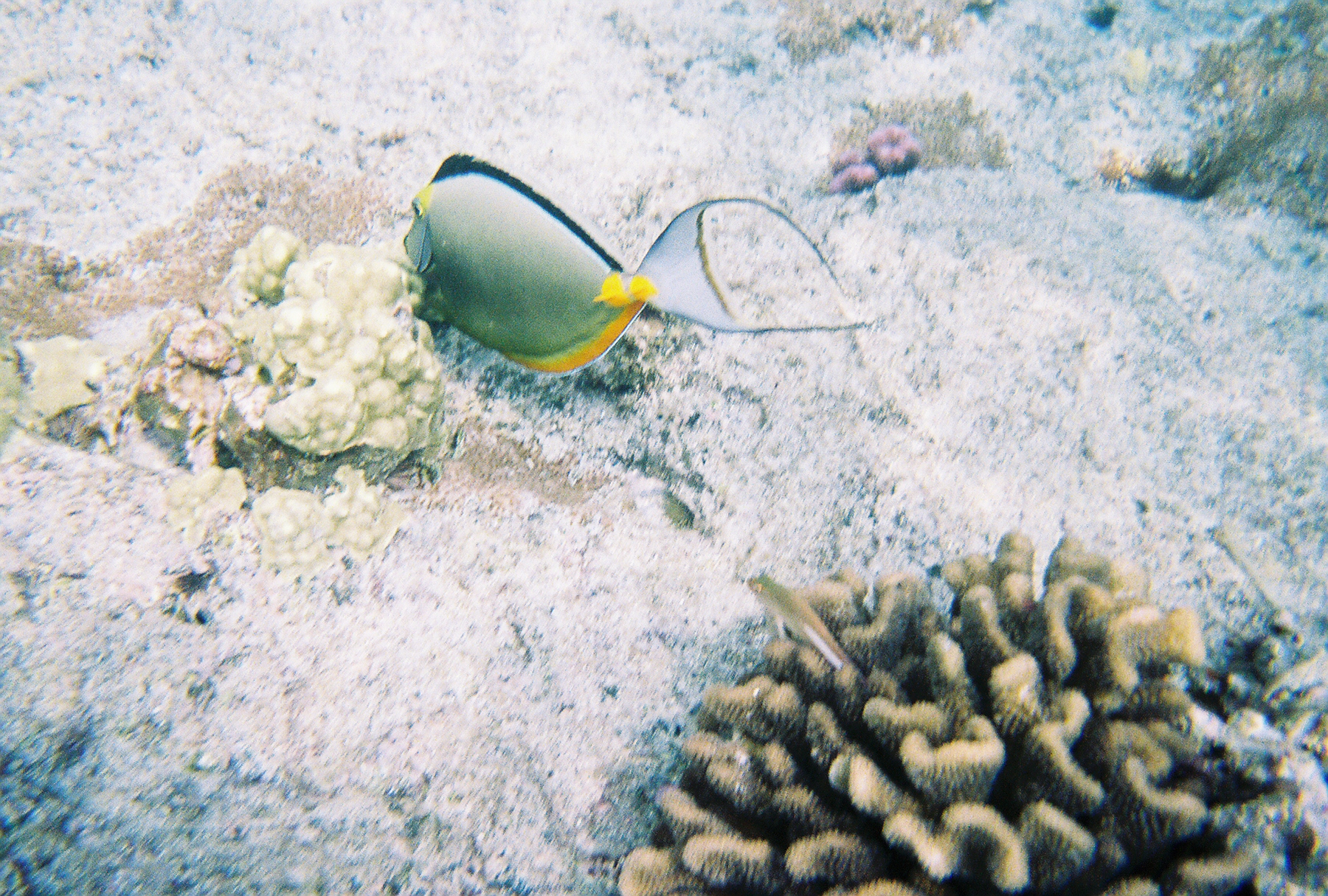 July 2006 in the Place of Refuge in Kona, Hawaii