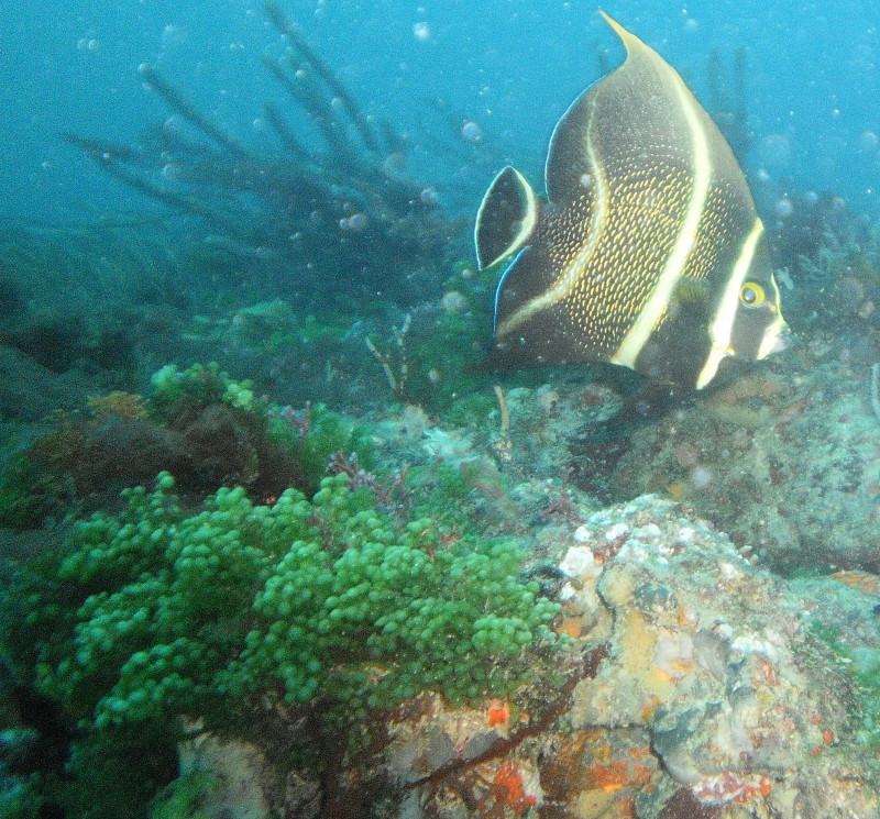 Jupiter - inside reef