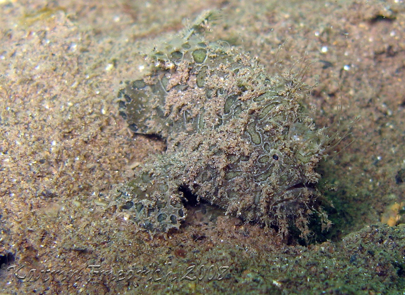 juv. bandtail frogfish