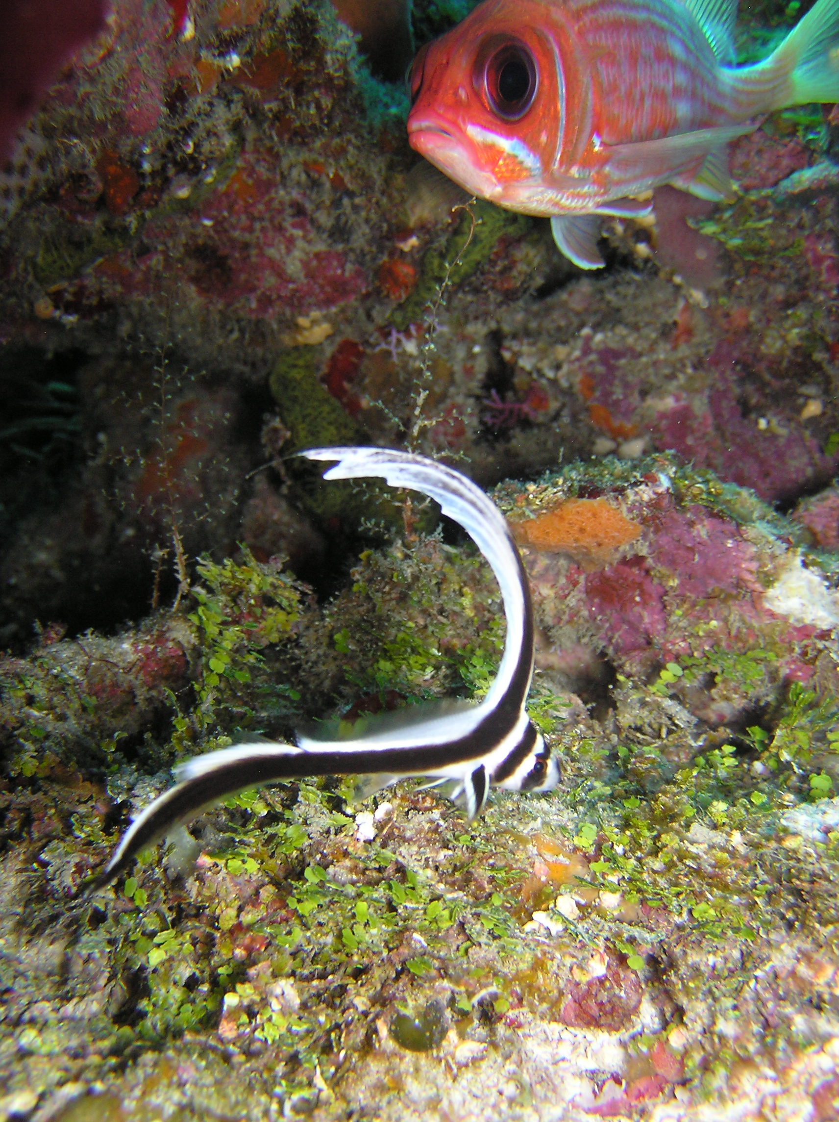 Juv. Drum and Squirrelfish