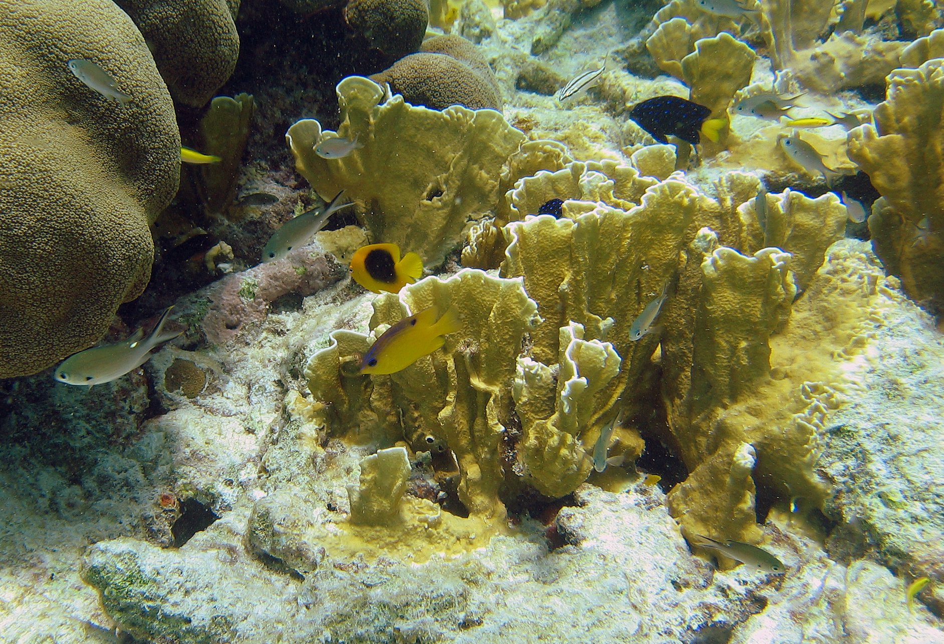 Juv. fish in Bonaire