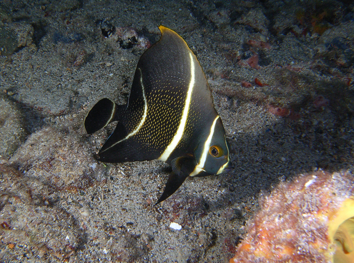 Juv. French Angel at the Town Pier, Bonaire