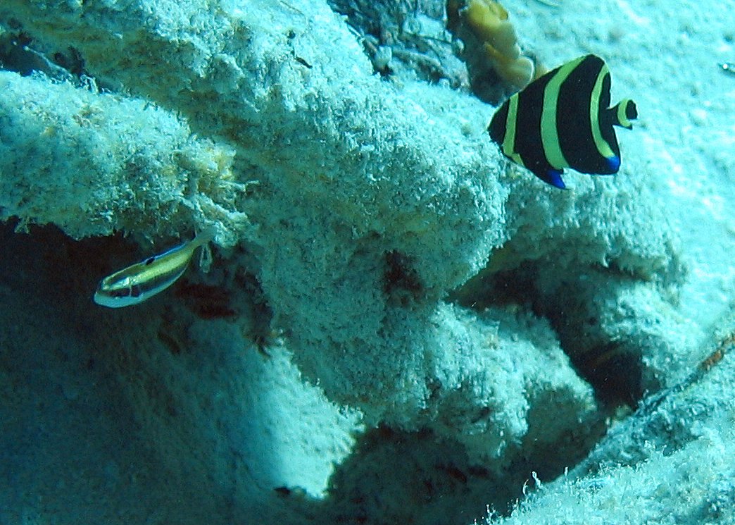 Juv. French Angelfish in Bonaire