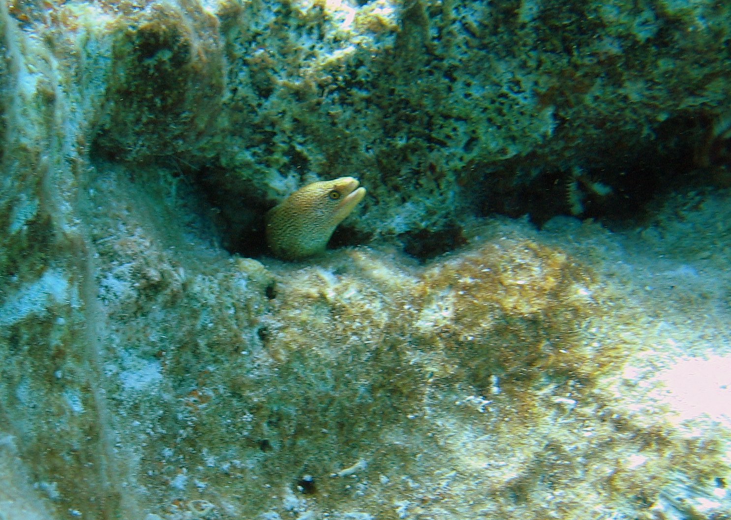 Juv. Goldentailed Morey in Bonaire