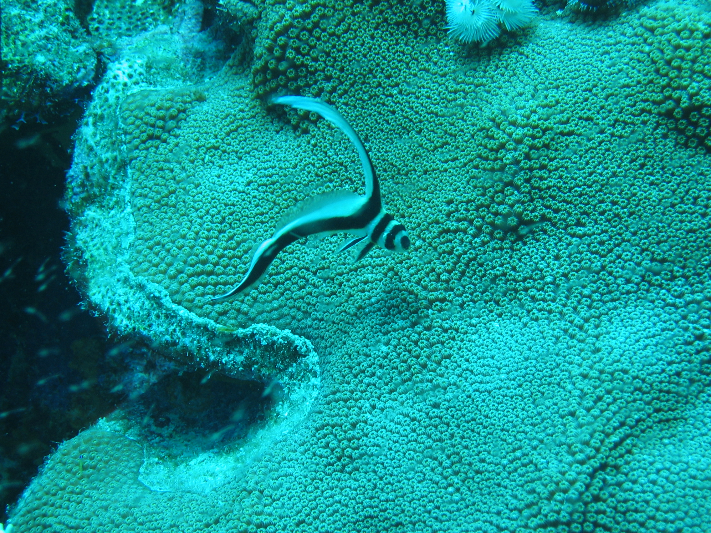 Juv. Spotted Drum in Bonaire