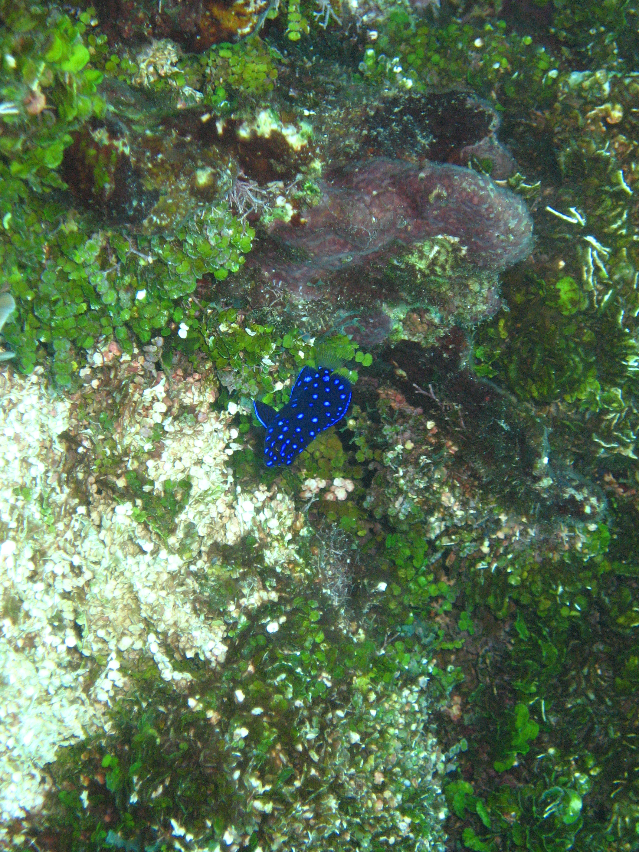 Juv Yellowtail Damselfish (Disco Fish)