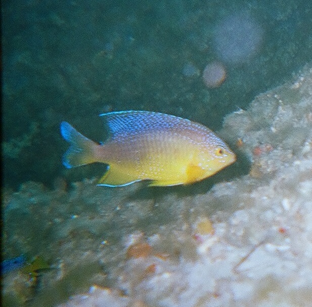 Juvenial Beaugregory Damsle Fish