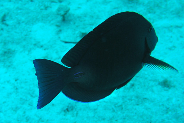 Juvenile angel fish