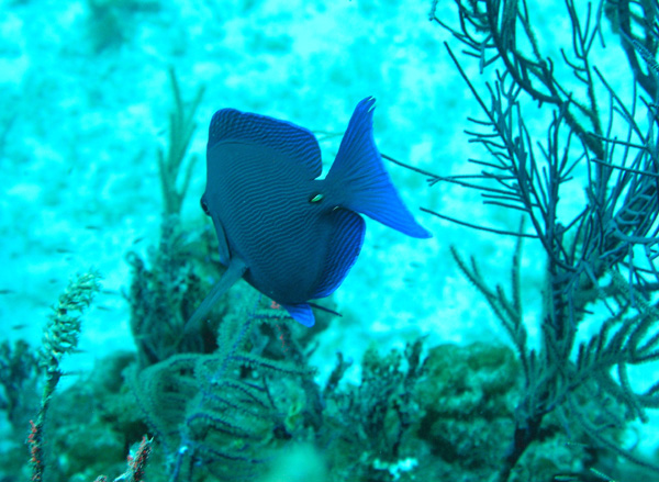 Juvenile angel fish