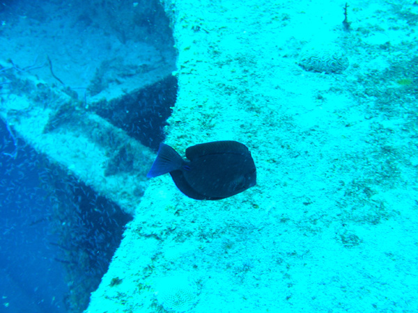 juvenile angel fish