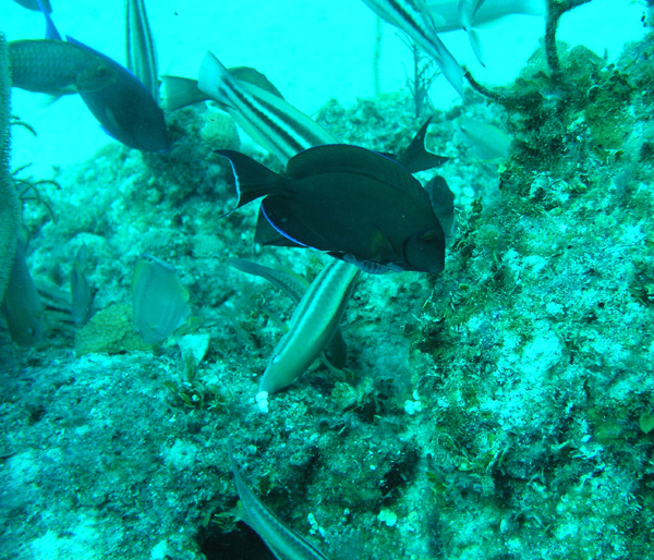 Juvenile Angel Fish