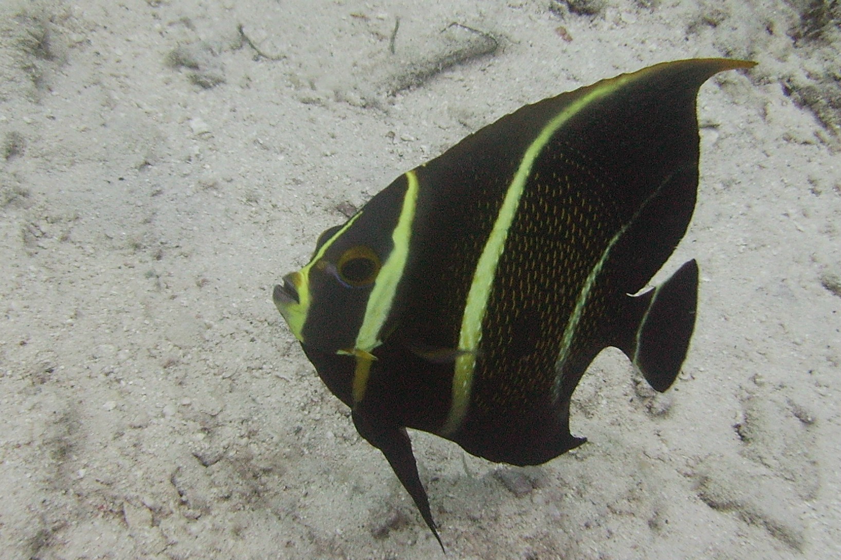 Juvenile Angelfish