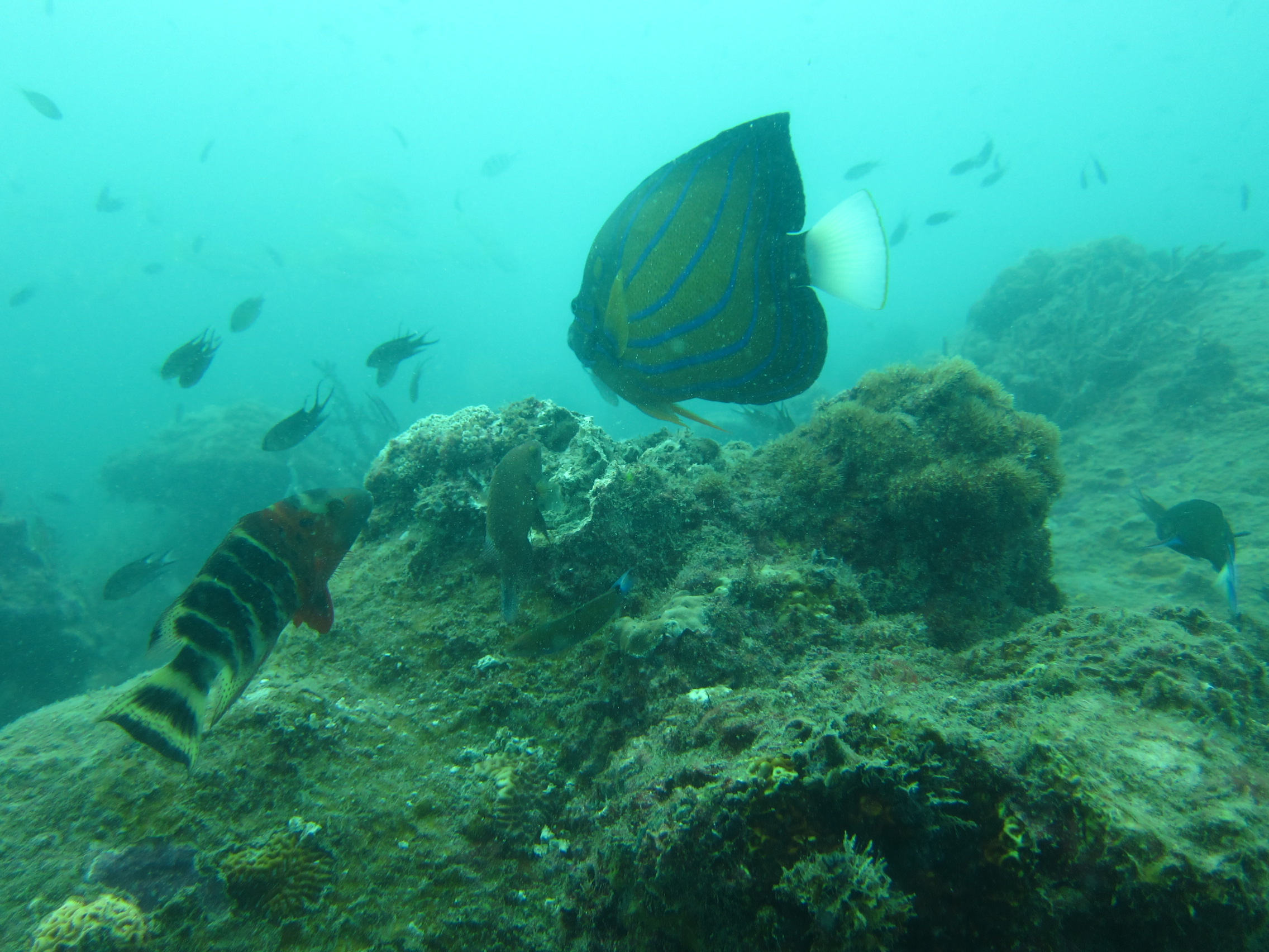 juvenile angelfish