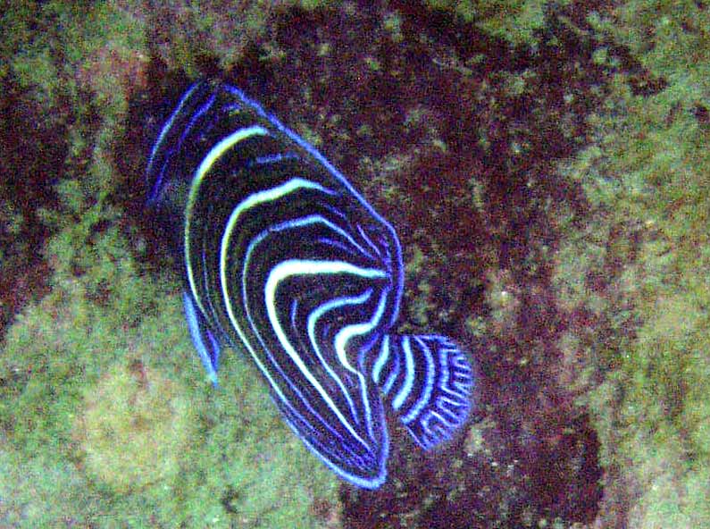 Juvenile Angelfish