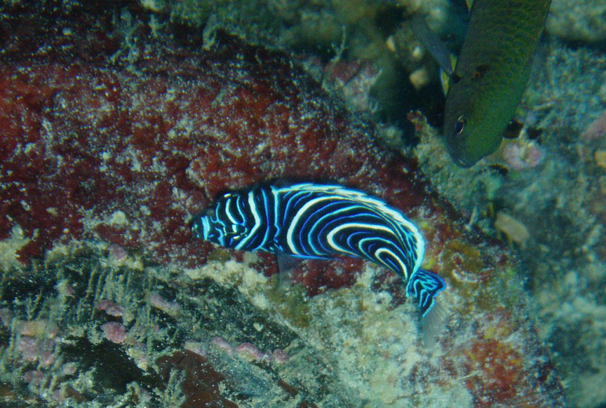 Juvenile Angelfish