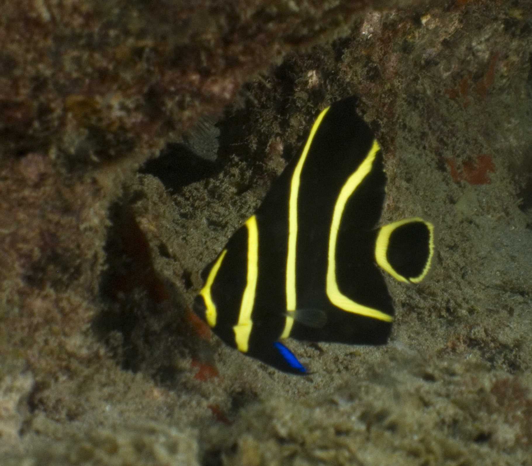 Juvenile Angelfish