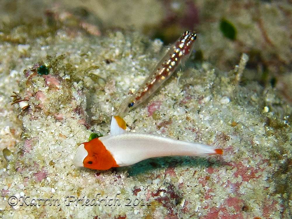 Juvenile bicolour parrotfish and Goby