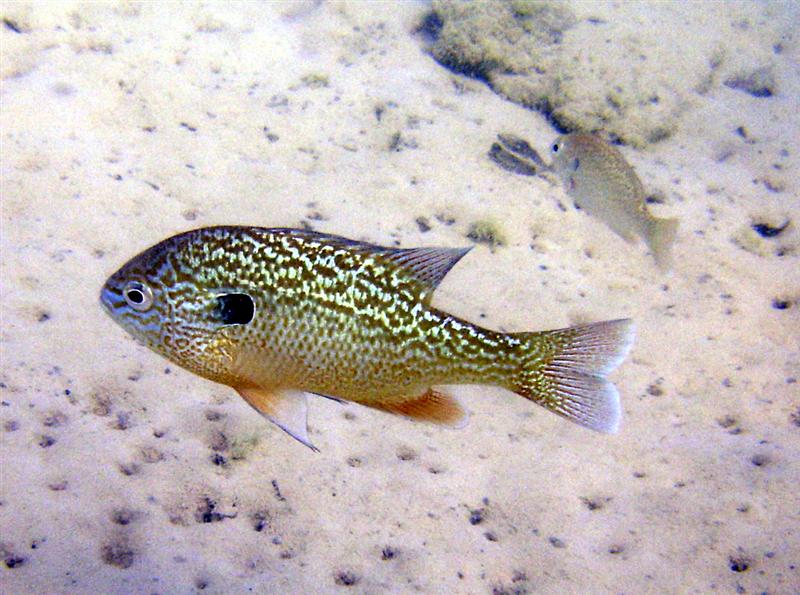 Juvenile Blue Gill