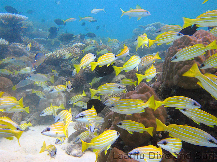 Juvenile blue-striped snapper