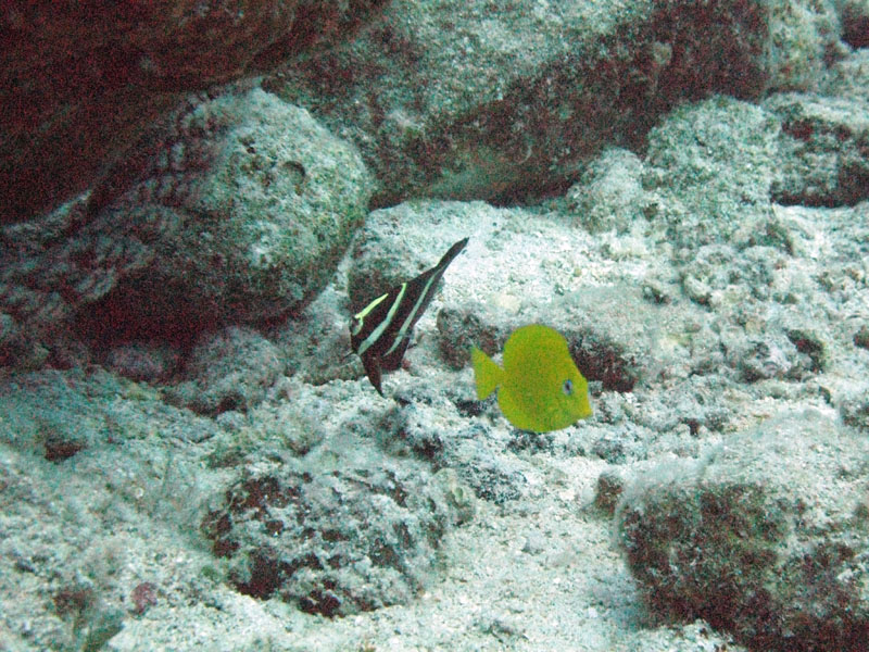 Juvenile Blue Tang and French Angelfish