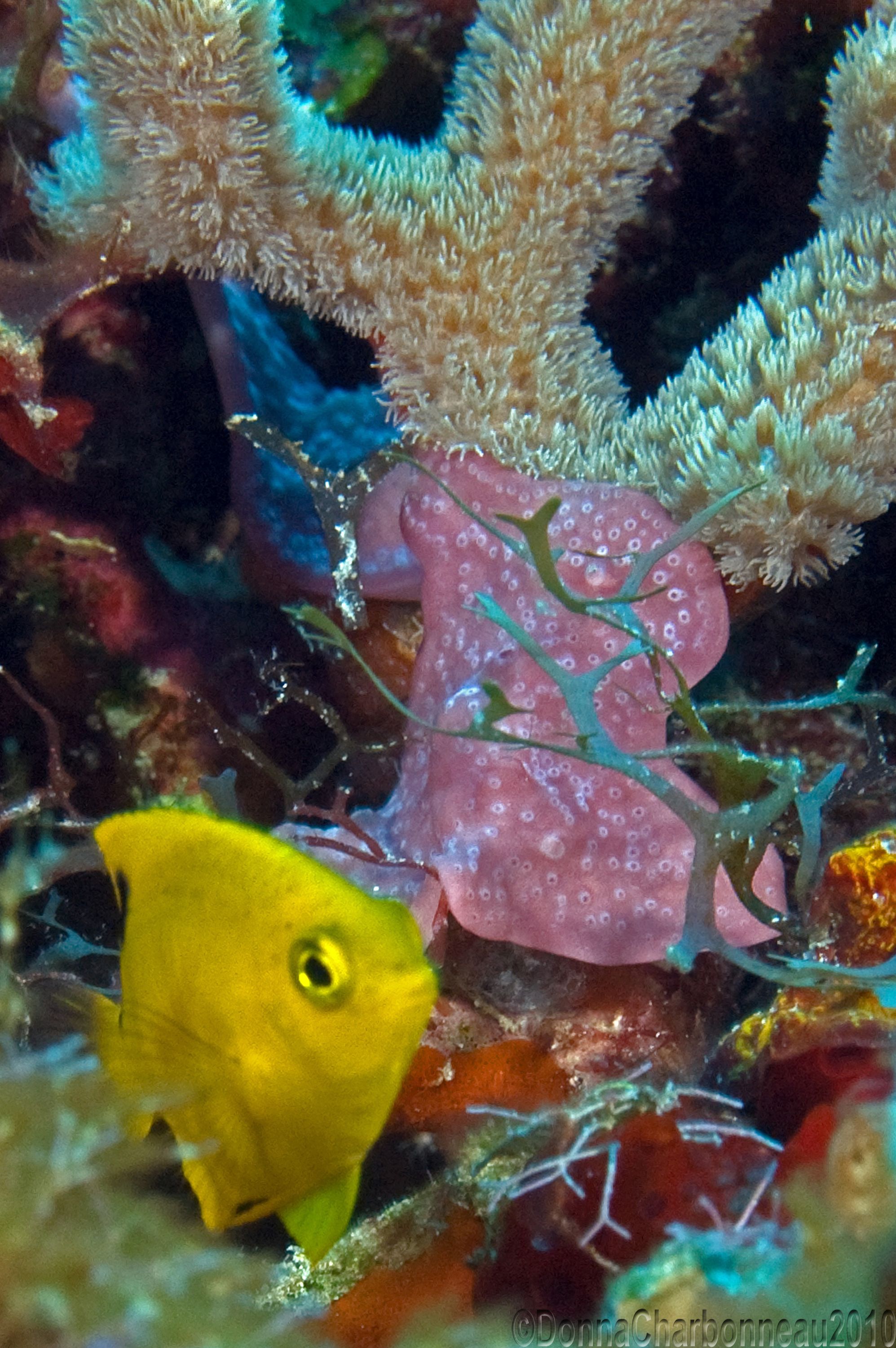 Juvenile Blue Tang/Coral/Sponge