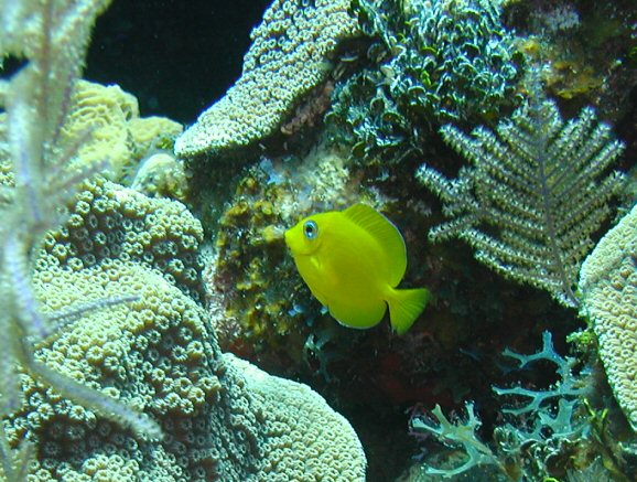 Juvenile Blue Tang