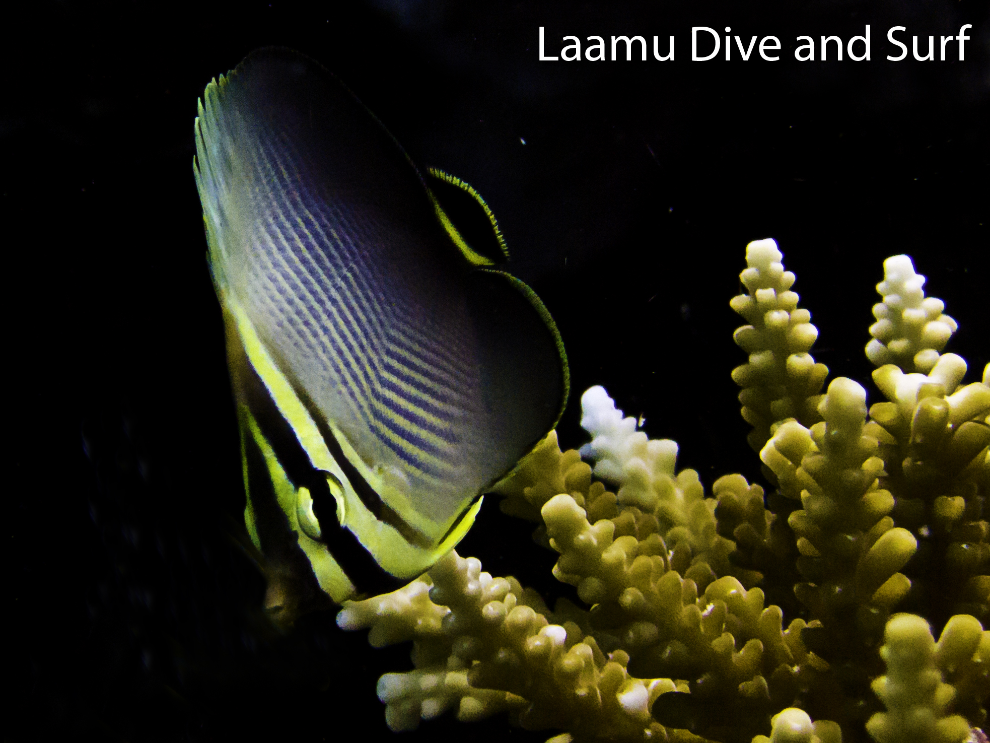 Juvenile Butterfly fish