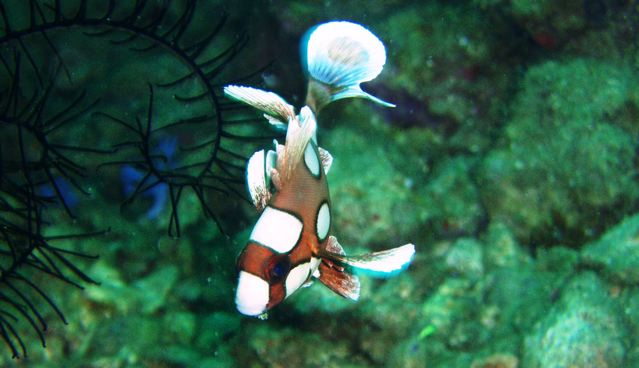 Juvenile Clownfish