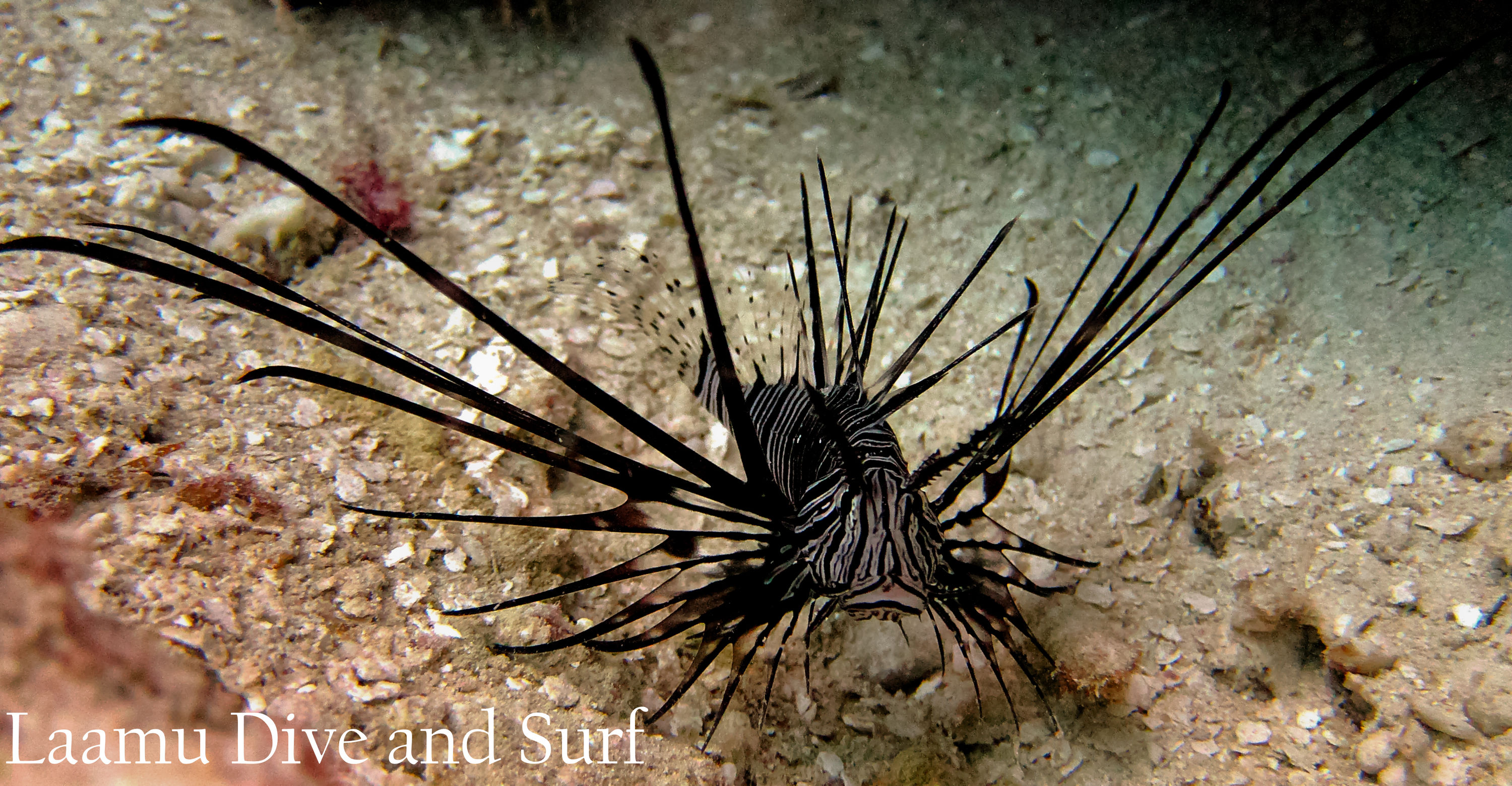 Juvenile Common Lionfish