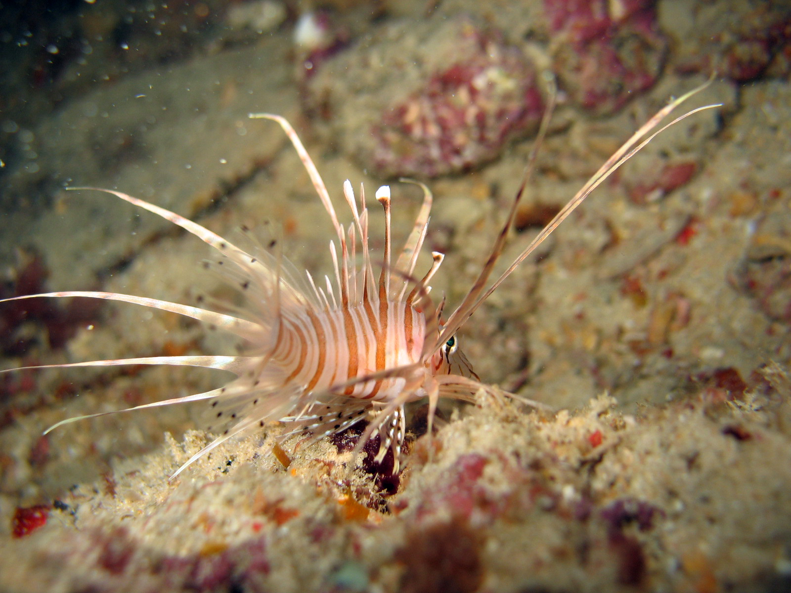 Juvenile Common Lionfish