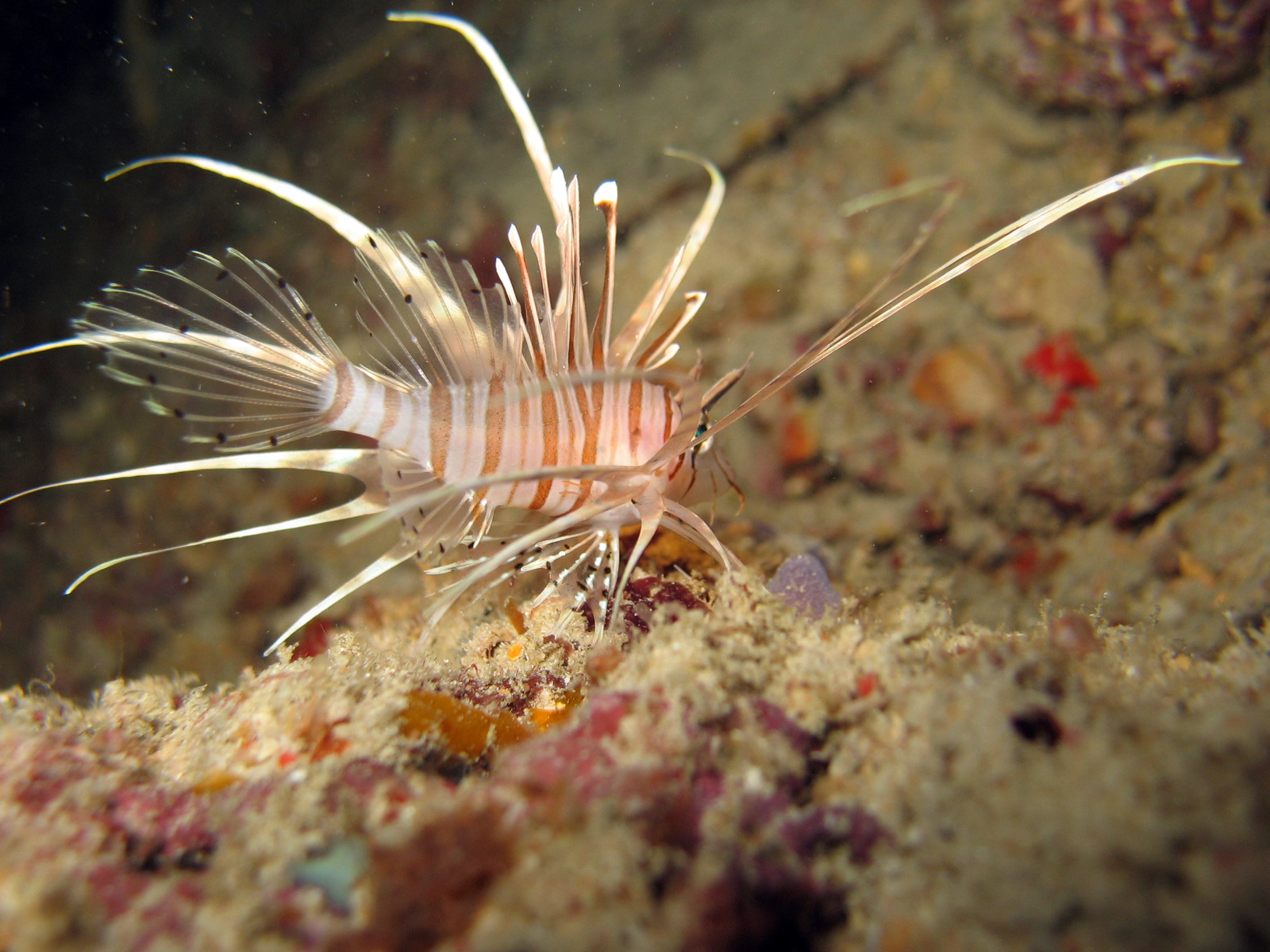 Juvenile Common Lionfish