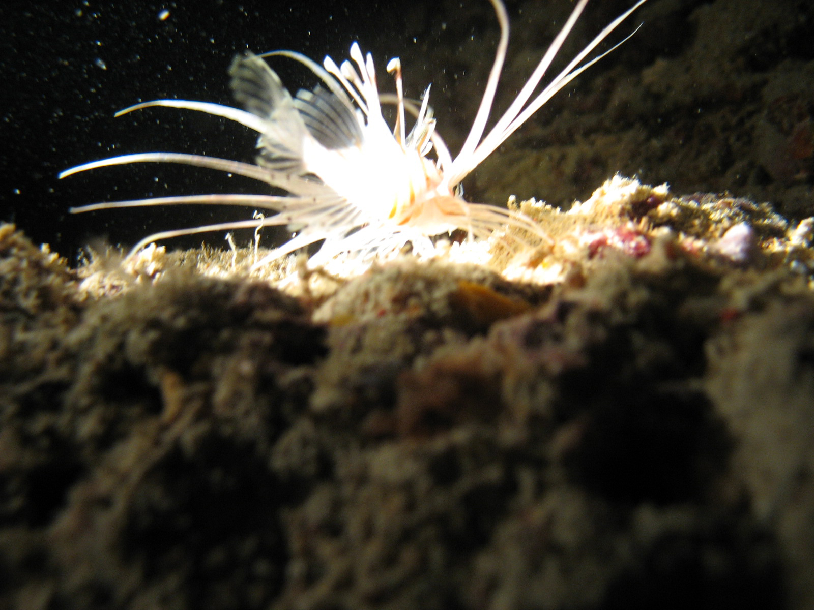 Juvenile Common Lionfish