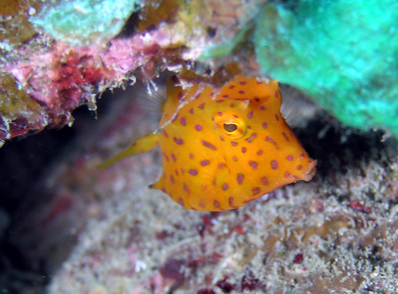 Juvenile Cowfish in Roatan