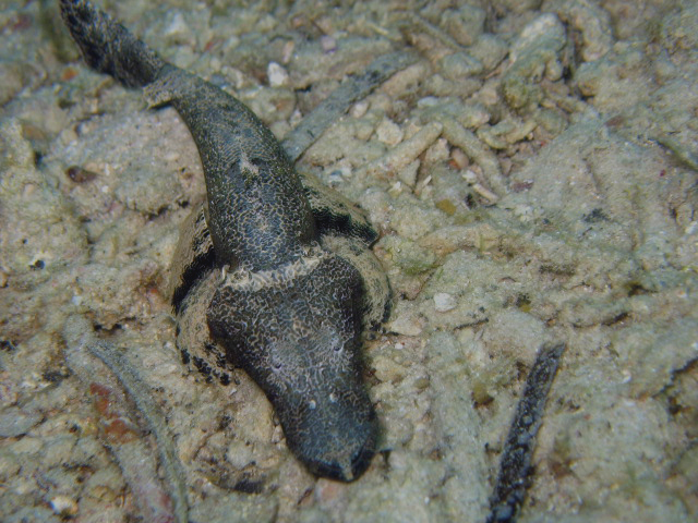 Juvenile Crocodile fish