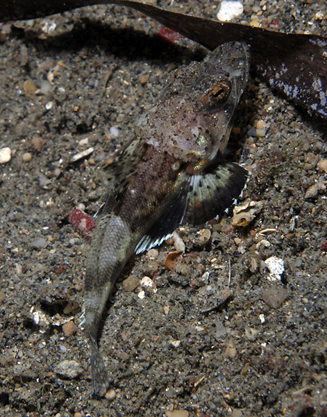 Juvenile crocodilefish?