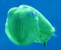 Juvenile cuttle fish