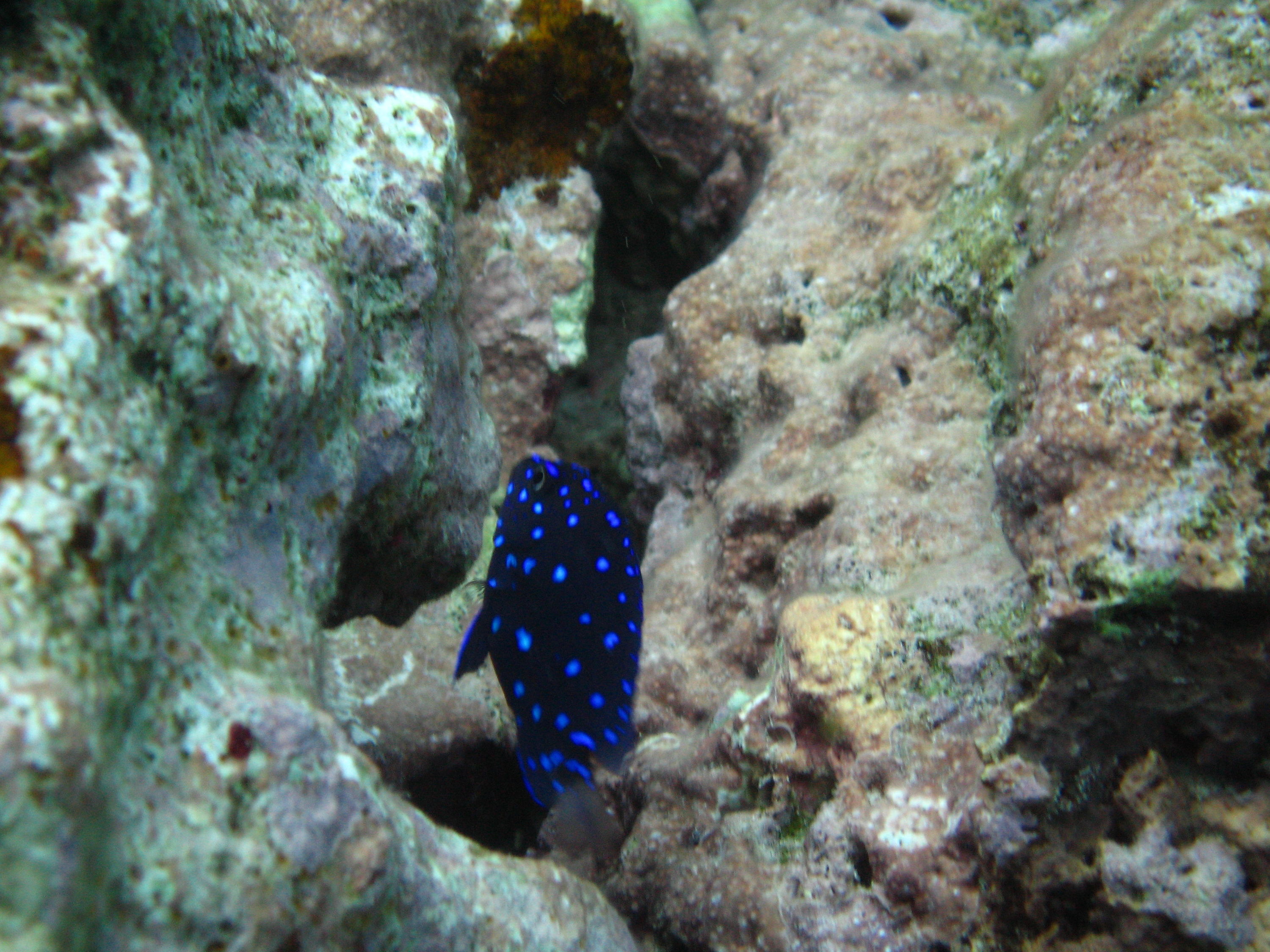 Juvenile Damsel