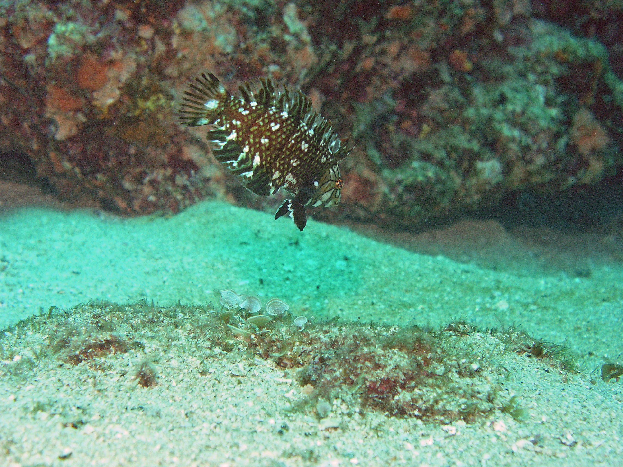 Juvenile Dragon Wrasse