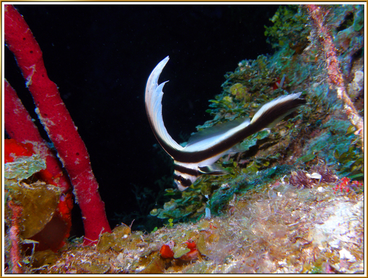 Juvenile Drum Fish