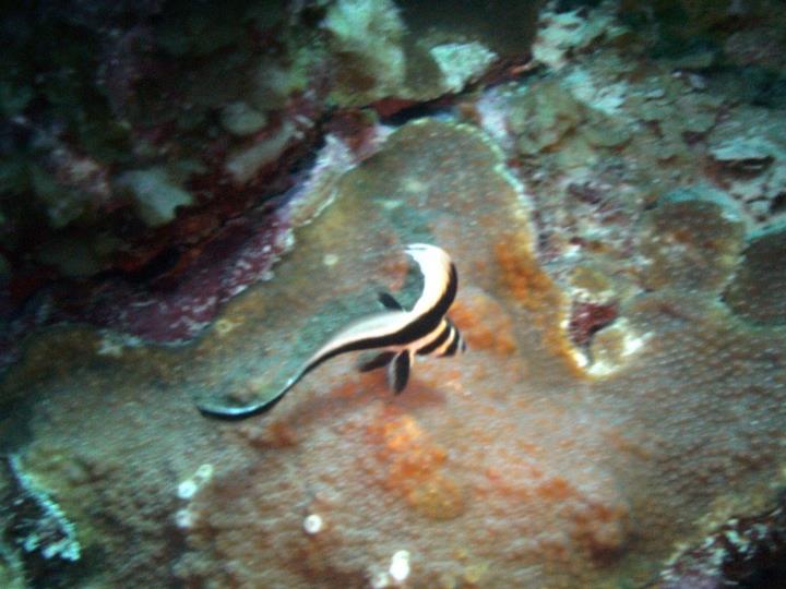 Juvenile Drum