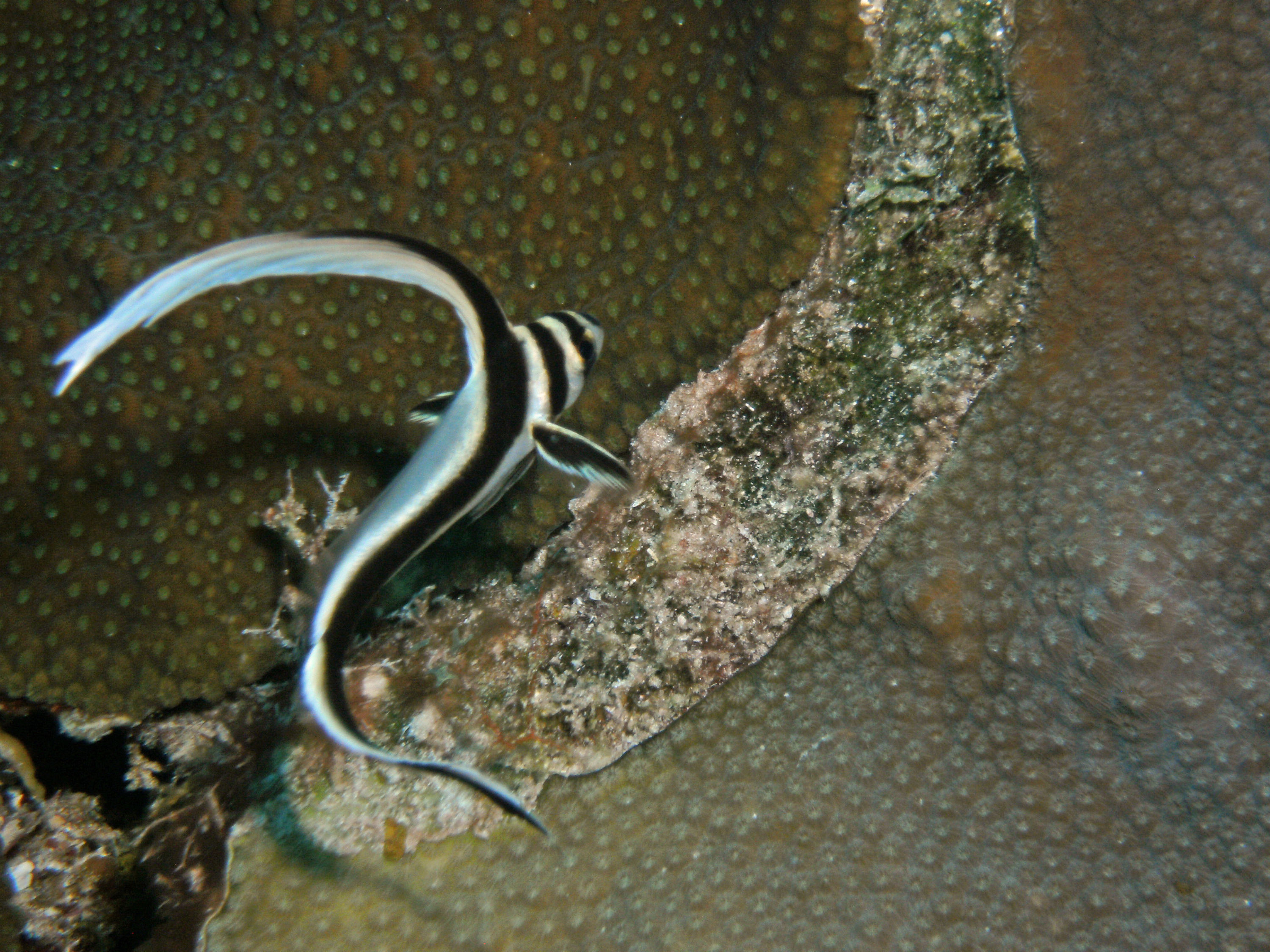 Juvenile Drum